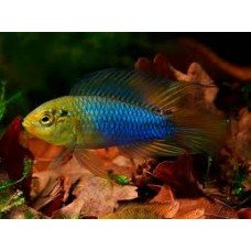 Apistogramma borelli Yellow Head