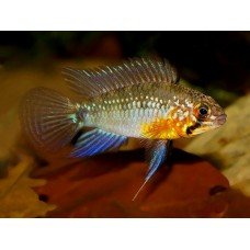 Apistogramma linkei Apistogramma linkei