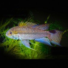 Apistogramma lulingi