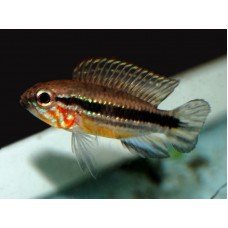 Apistogramma mendezi Santa Isabel Apistogramma mendezi Santa Isabel
