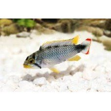 Apistogramma pandurini Apistogramma pandurini