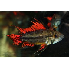 Apistogramma cacatuoides Double Red - Kakadu törpesügér