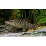 Botia helodes Botia helodes