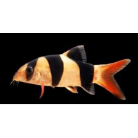 Chromobotia macracanthus - Öves díszcsík 