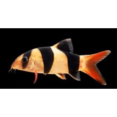 Chromobotia macracanthus - Öves díszcsík 