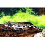 Somileptes gongota Somileptes gongota