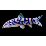 Botia lohachata -Pakisztáni díszcsík Botia lohachata -Pakisztáni díszcsík