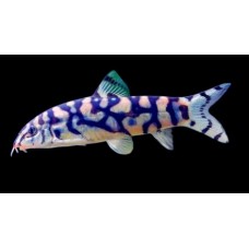 Botia lohachata -Pakisztáni díszcsík Botia lohachata -Pakisztáni díszcsík