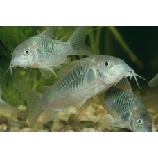 Corydoras aeneus - Kékpajzsos páncélosharcsa Corydoras aeneus - Kékpajzsos páncélosharcsa
