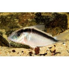 Corydoras arcuatus