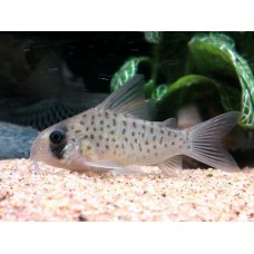 Corydoras atropersonatus