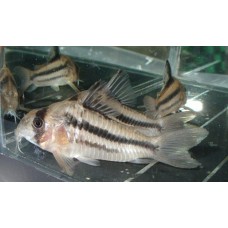 Corydoras axelrodi - Rózsaszínű páncélosharcsa Corydoras axelrodi - Rózsaszínű páncélosharcsa