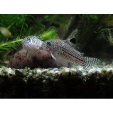 Corydoras julii - Gyászfoltos páncélosharcsa