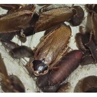 Phoetalia pallida - Sápadt csótány 10db 1-2cm