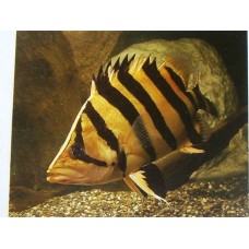 Datnioides polota – Ezüst tigrishal