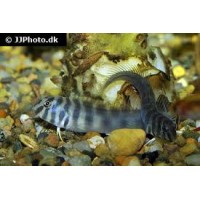 Omobranchus Zebra