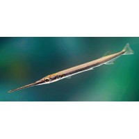 Xenentodon cancila - Ezüst tűcsuka