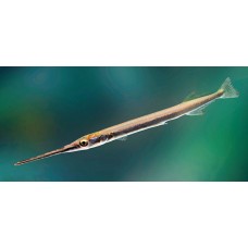 Xenentodon cancila - Ezüst tűcsuka