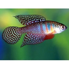 Hypsolebias magnificus Hypsolebias magnificus