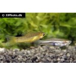 Xiphophorus pygmaeus Xiphophorus pygmaeus