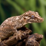 Rhacodactylus auriculatus - Gargoyle gekko