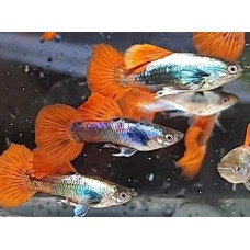 Poecilia reticulata Dumbo Ear Red Tail - Szivárványos guppi párban