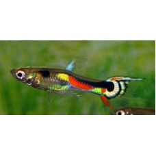 Poecilia wingei White Peacock - Endler guppi párban