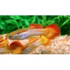 Poecilia reticulata Sunset Blonde - Szivárványos guppi párban