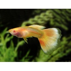 Poecilia reticulata Yellow Taxi Glass Belly  - Szivárványos guppi hím