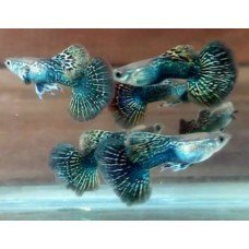Poecilia reticulata Blue dragon - Szivárványos guppi párban