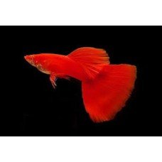 Poecilia reticulata Full Red Albino - Szivárványos guppi párban