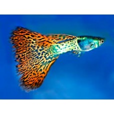 Poecilia reticulata Galaxy Mosaic Red - Szivárványos guppi hím