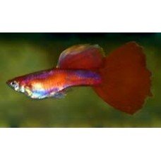 Poecilia reticulata Red Carmen - Szivárványos guppi hím