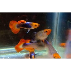 Poecilia reticulata Red Tuxedo KOI Red Nose - Szivárványos guppi párban