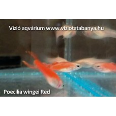 Poecilia wingei Red - Endler guppi párban