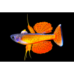 Pseudomugil luminatus        