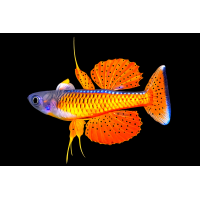 Pseudomugil luminatus        