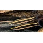 Anostomus ternetzi – Aranysávos fejenálló lazac