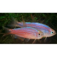 Inpaichthys parauapiranga