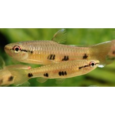 Pyrrhulina spilota