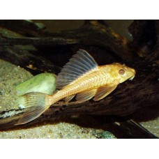 Hypostomus plecostomus Gold - Óriás algaevő hal 