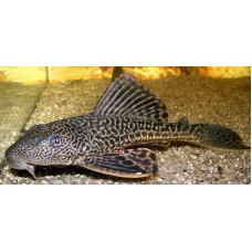 Hypostomus plecostomus - Óriás algaevő hal