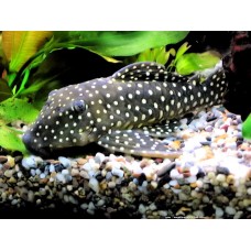 L 029 Leporacanthicus galaxias L 029 Leporacanthicus galaxias