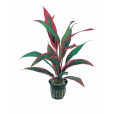 Cordyline Red Edge - Színeslevelű bunkóliliom