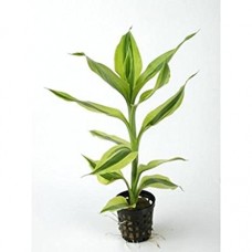 Dracaena sanderiana