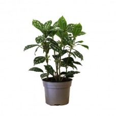 Pilea cadierei - Ezüst tüzérvirág