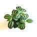 Pilea cadierei - Ezüst tüzérvirág