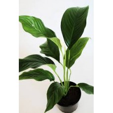 Spathiphyllum wallisii – Vitorlavirág