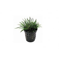 Ophiopogon japonicus pusillus – japán kígyószakáll