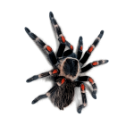 Brachypelma auratum